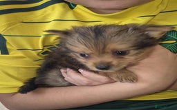 Mixed Breed dogs for sale: White yorkie (Biewer Terrier) X pomeranian  - Image 7