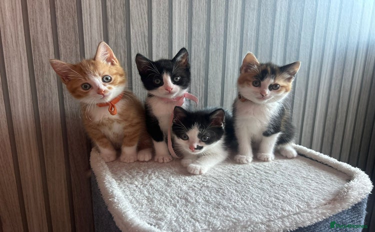 Mixed Breed cats - Advert 7