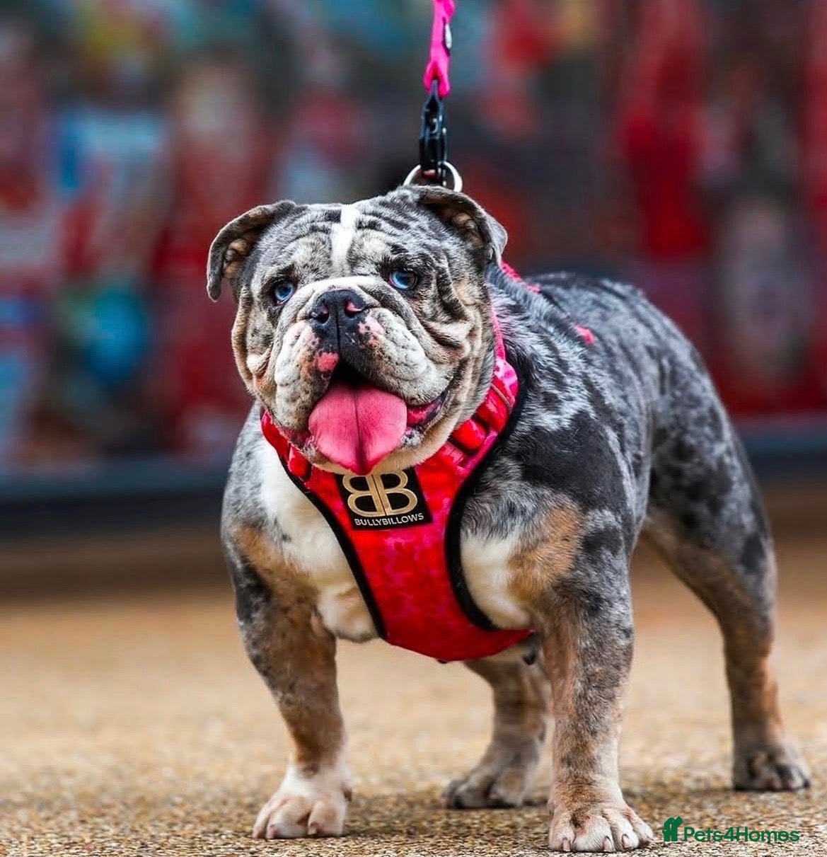 English Bulldog dogs Female merle English bulldog  - Advert 1
