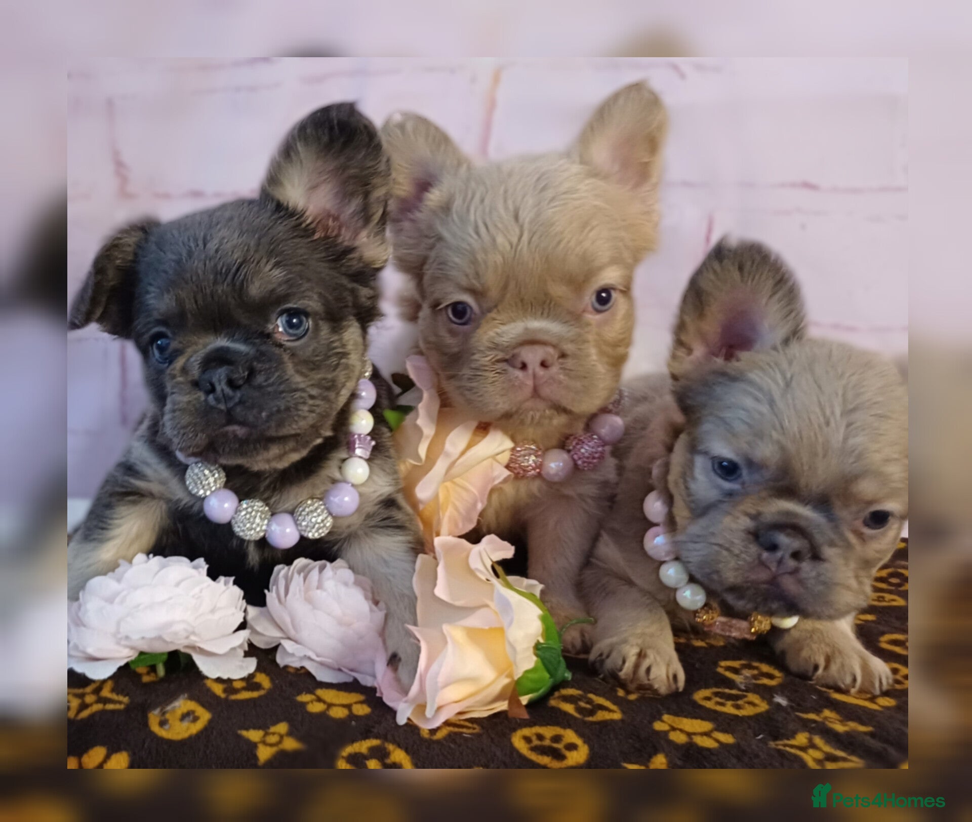 French Bulldog dogs Fluffball frenchies ready for loving homes - Advert 2