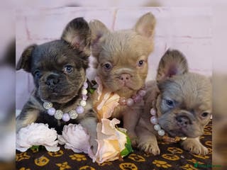 French Bulldog dogs Fluffball frenchies ready for loving homes - Advert 18