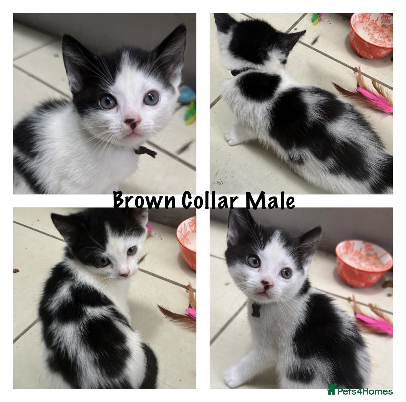 Mixed Breed cats Stunning Kittens - Advert 5