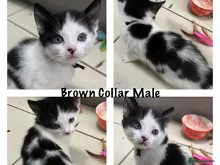 Mixed Breed cats Stunning Kittens - Advert 5