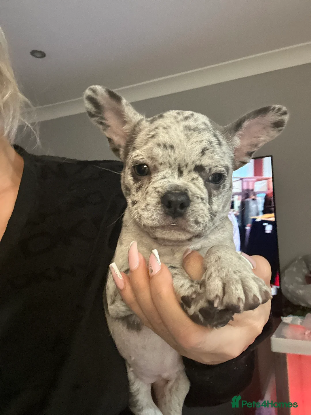 French Bulldog dogs for sale: French bulldogs  - Advert 14
