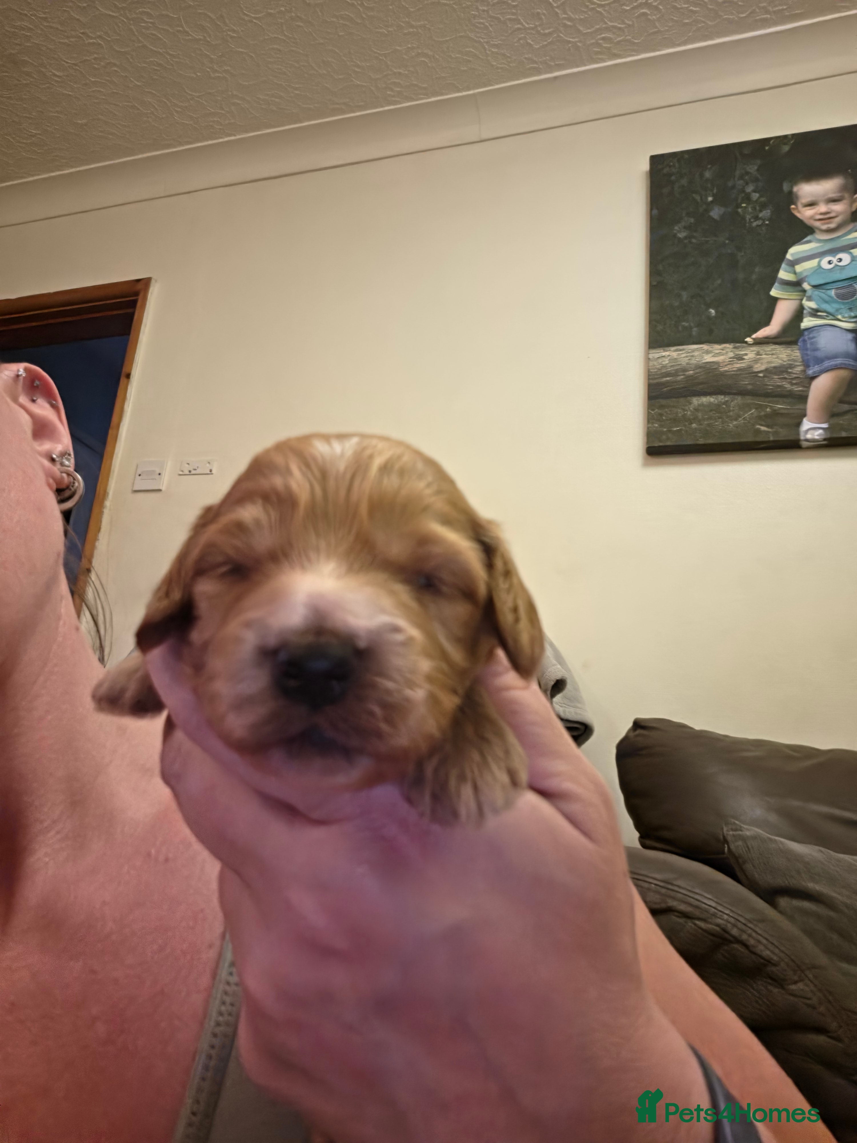 Cockapoo dogs for sale: Gorgeous F1 Cockapoo puppies  in Mansfield - Advert 9