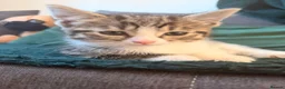 Mixed Breed cats for sale: 3 Beautiful Tabby & White Kittens - Advert 17
