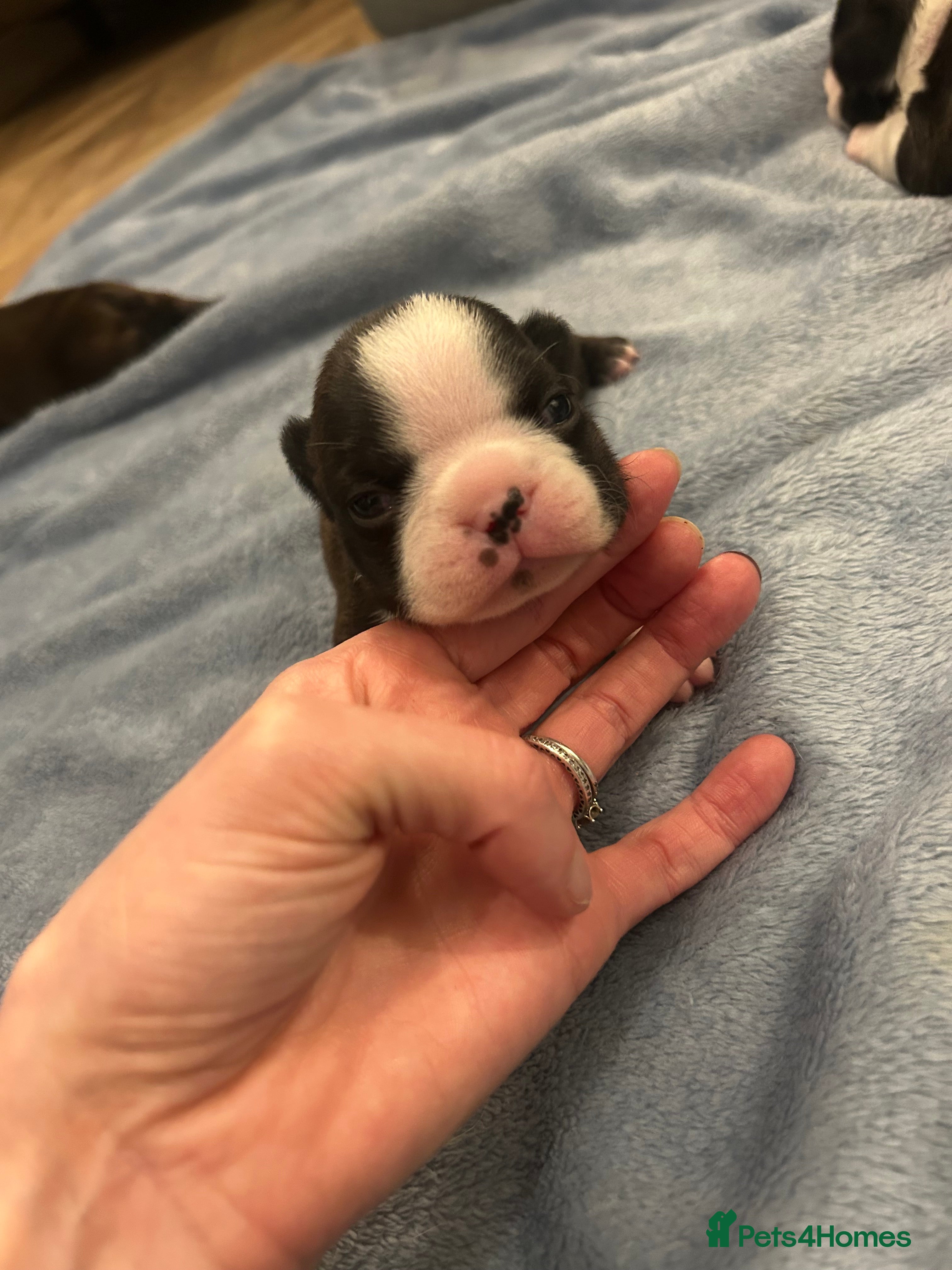 Boston Terrier dogs Willow’s Lovely Puppies 🐾 - Advert 8