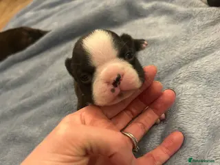 Boston Terrier dogs Willow’s Lovely Puppies 🐾 - Advert 8