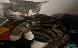 Bombay cats for sale: Black cat for sale  - Image 14