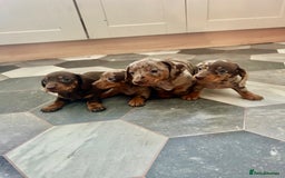 Dachshund dogs for sale: Miniature Dachshund 🐾 - Image 2