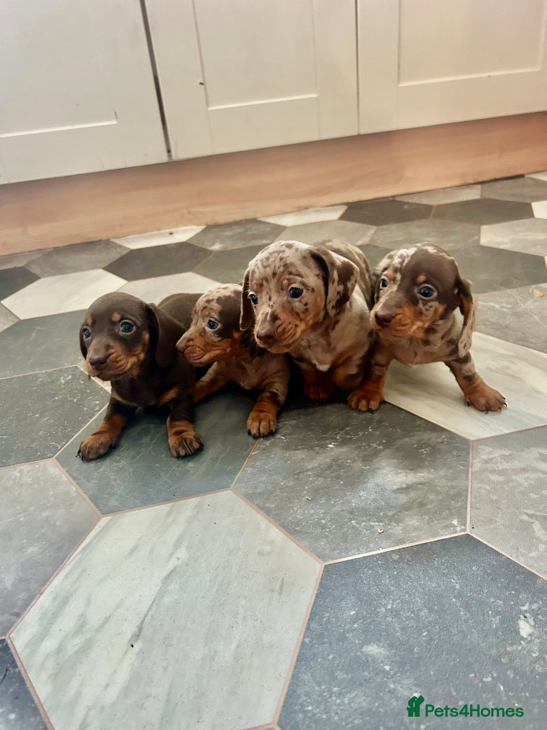 Dachshund dogs for sale: Miniature Dachshund 🐾 - Image 2