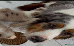 Australian Shepherd dogs for sale: Beautiful pedigree Australian Shepherd puppies - Image 19