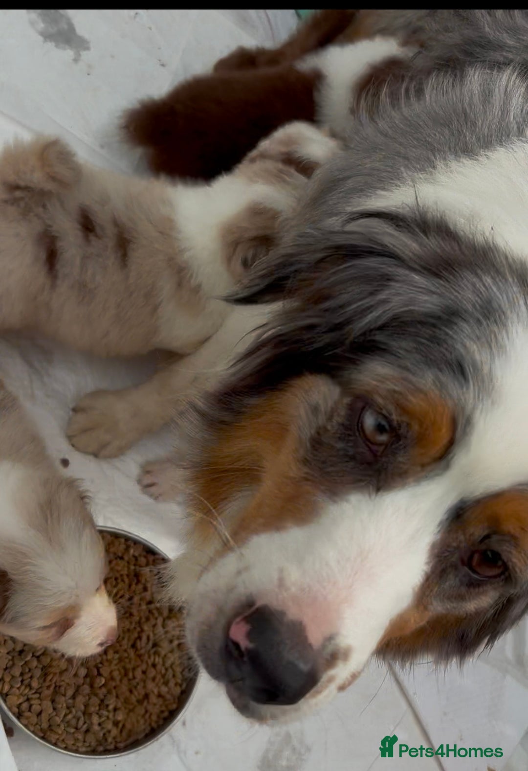 Australian Shepherd dogs for sale: Beautiful pedigree Australian Shepherd puppies - Image 19