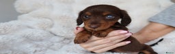 Miniature Dachshund dogs for sale: 4 male long hair miniature daschunds for sale - Advert 9