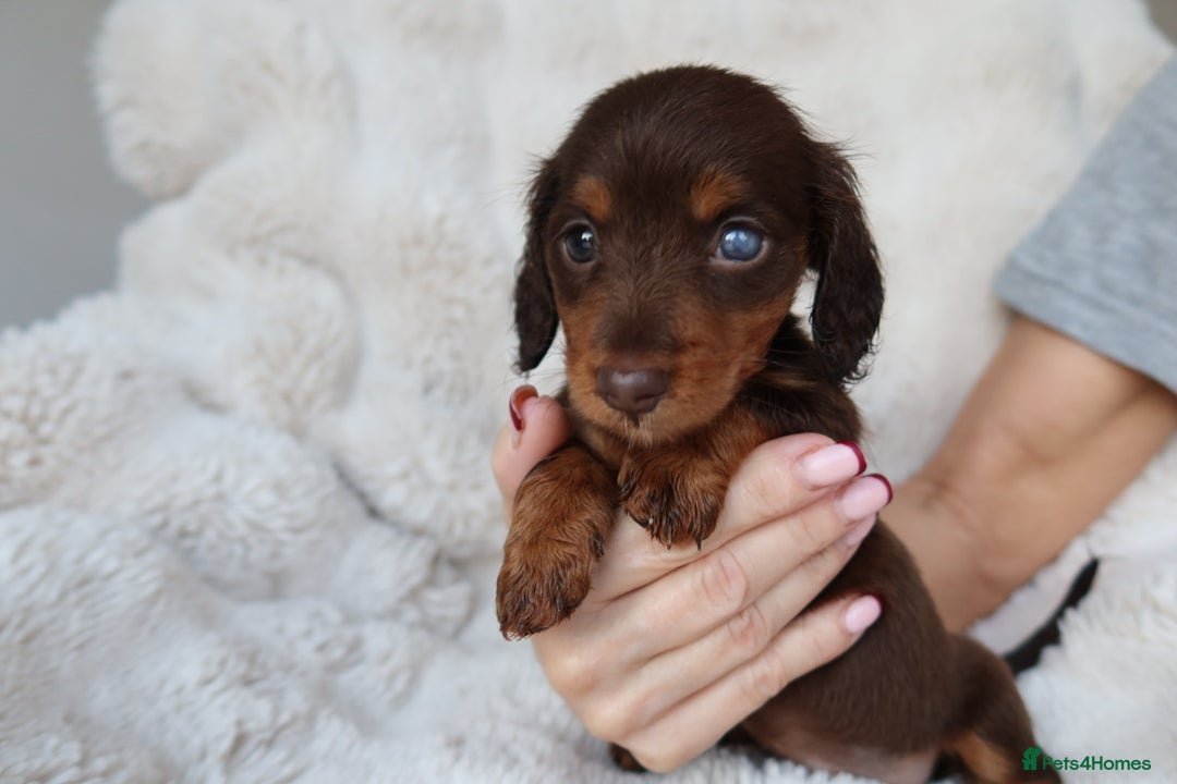 Miniature Dachshund dogs for sale: 4 male long hair miniature daschunds for sale - Advert 9