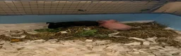 Guinea Pig rodents for sale: Baby Male Skinny Pig Brothers £60 for the pair. - Advert 1