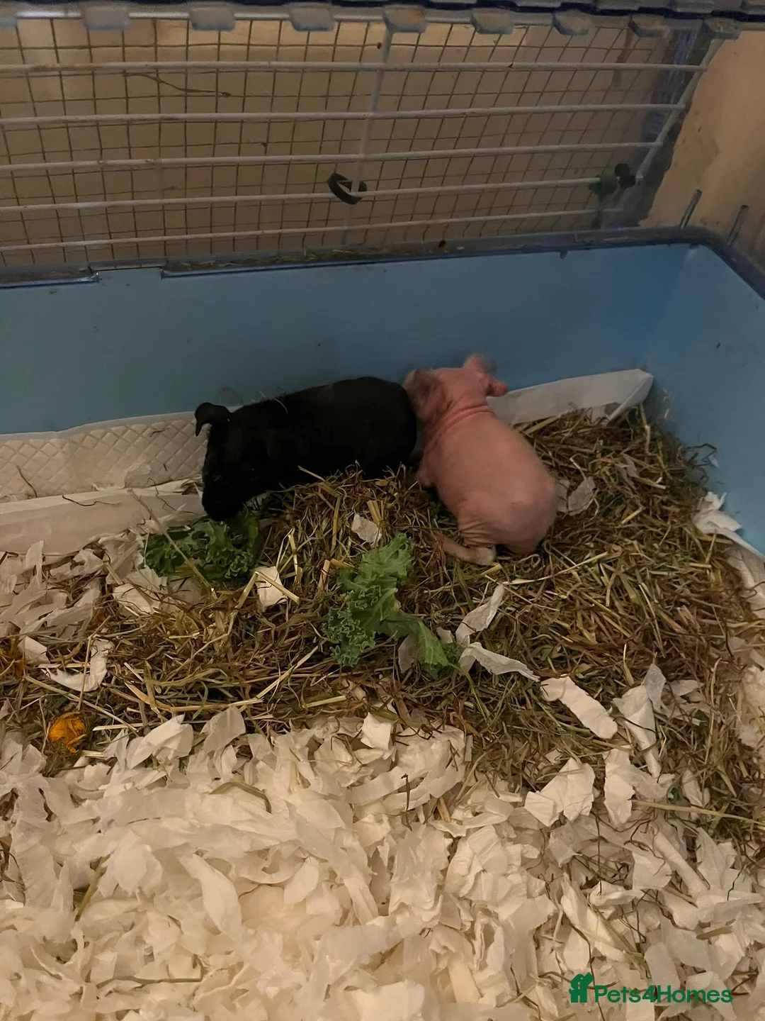 Guinea Pig rodents for sale: Baby Male Skinny Pig Brothers £60 for the pair. - Advert 1