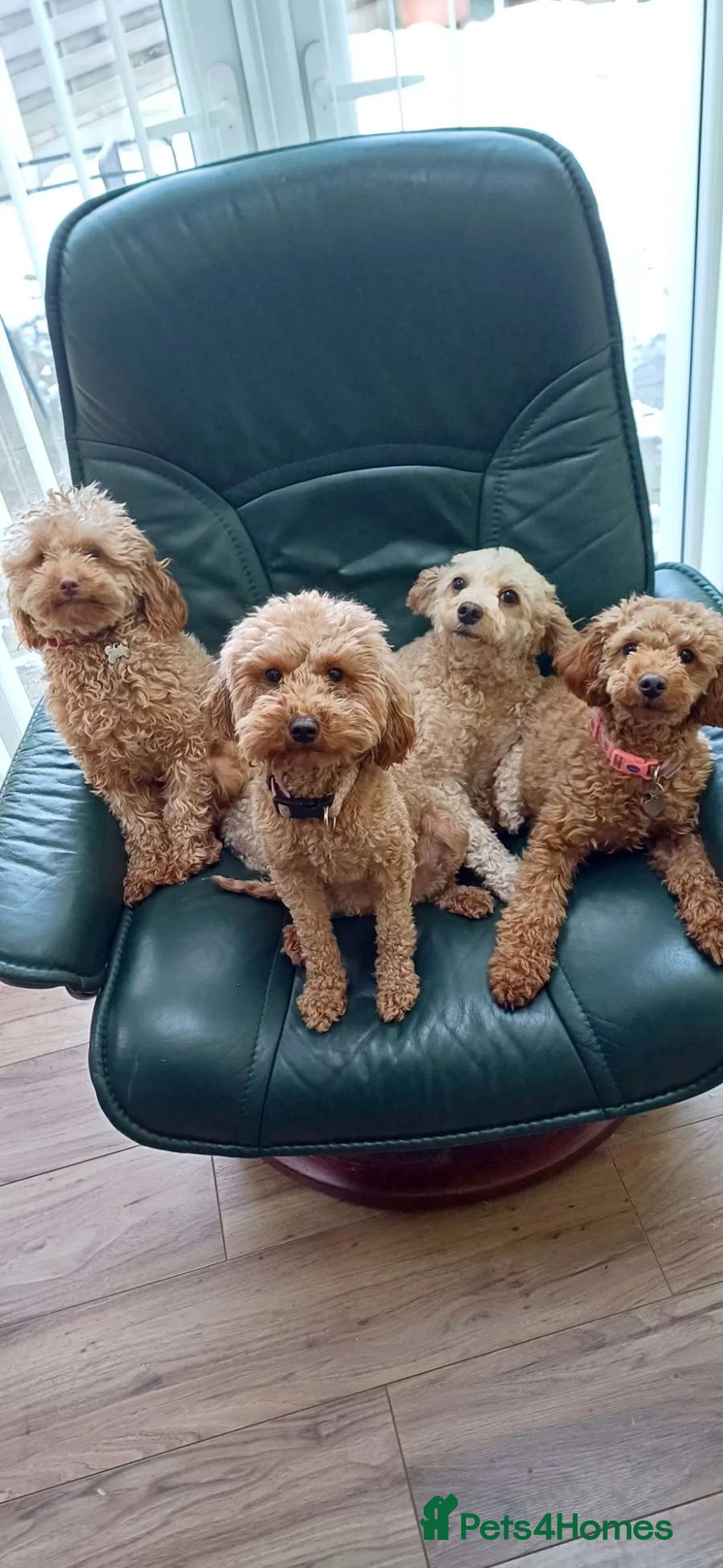 Cockapoo dogs for sale: F1b toy cockapoos - Advert 8