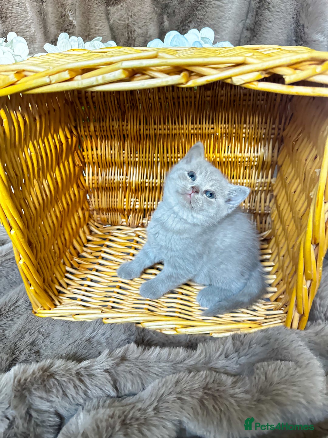 British Shorthair cats for sale: Tica reg 🌈 10colours British shorthair kittens  - Image 10
