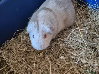 Guinea Pig rodents Sows for sale can deliver - Advert 1