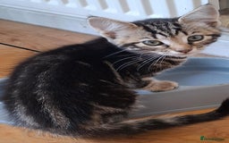 Mixed Breed cats for sale: 2 gorgeous kittens ready for there forever home - Image 3