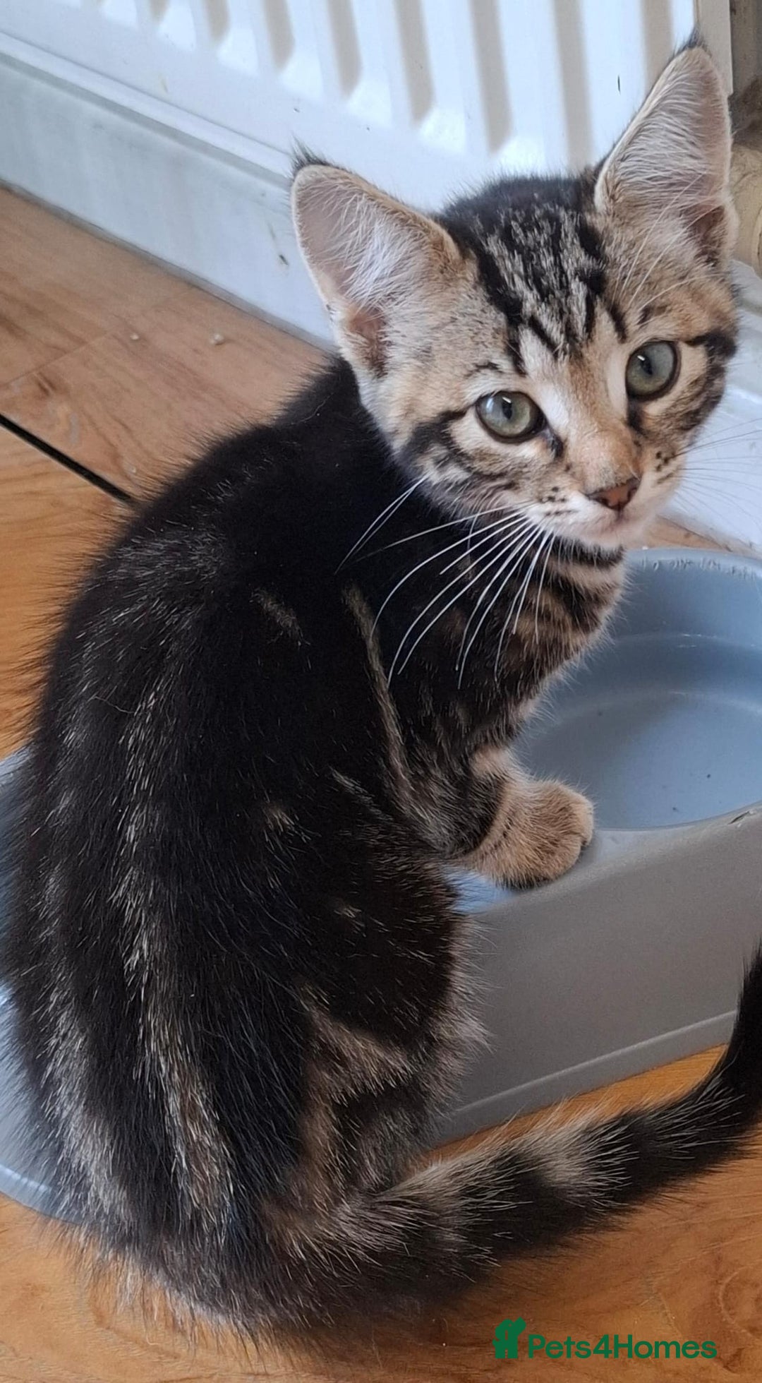 Mixed Breed cats for sale: 2 gorgeous kittens ready for there forever home - Image 3