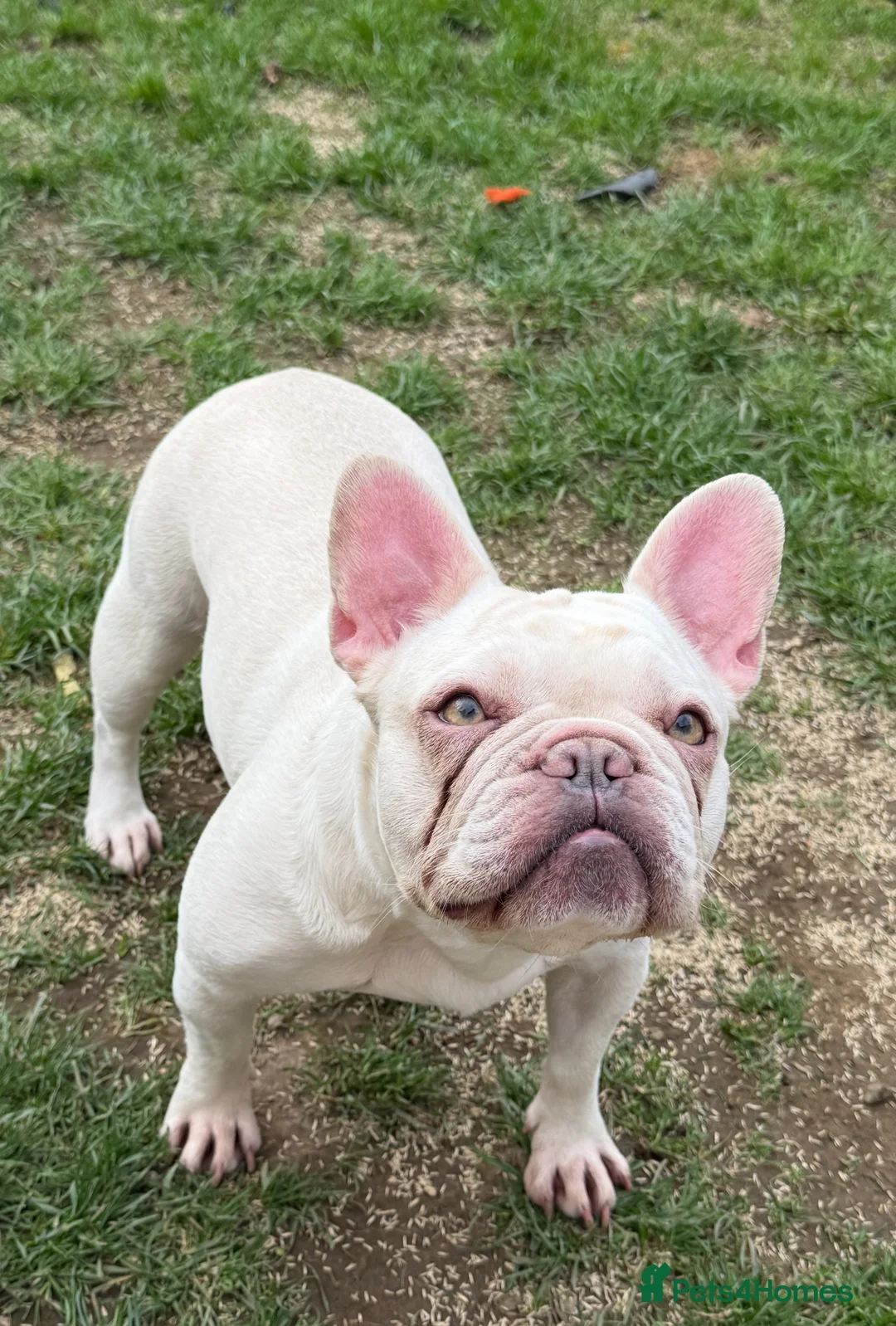 French Bulldog dogs for sale: Beautiful Cream Female - Advert 4