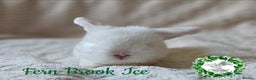 Mini Lop rabbits for sale: Pure Bred Miniature Lops  - Advert 2