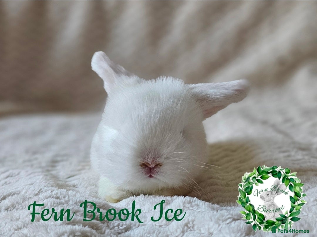 Mini Lop rabbits for sale: Pure Bred Miniature Lops  - Advert 2