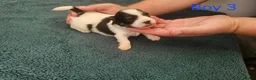 Havanese dogs for sale: Stunning Havanese Puppies - Advert 13