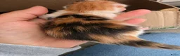 Mixed Breed cats for sale: Kittens - Advert 5