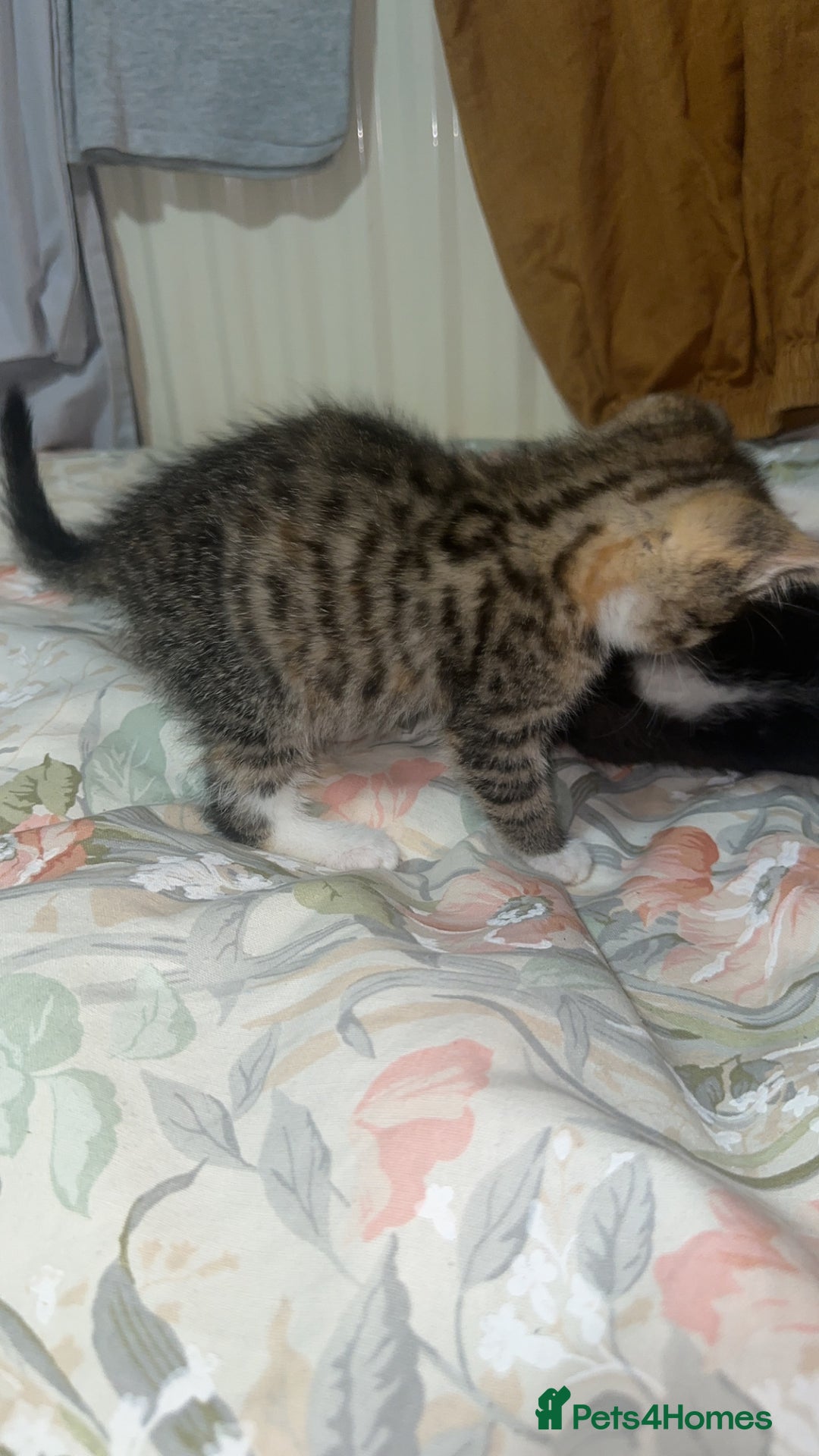 Mixed Breed cats for sale: Cute KITTENs for sale! - Advert 2