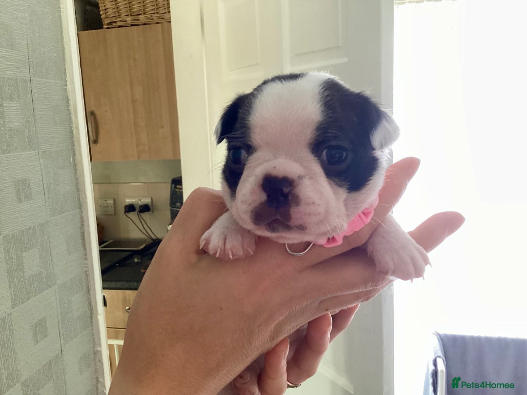 Boston Terrier dogs for sale: 9 BEAUTIFUL BOSTON TERRIER PUPPIES(3 RESERVED) - Image 21