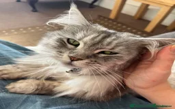 Mixed Breed cats for sale: Fluffy Maine Coon Mix Kittens  - Image 2