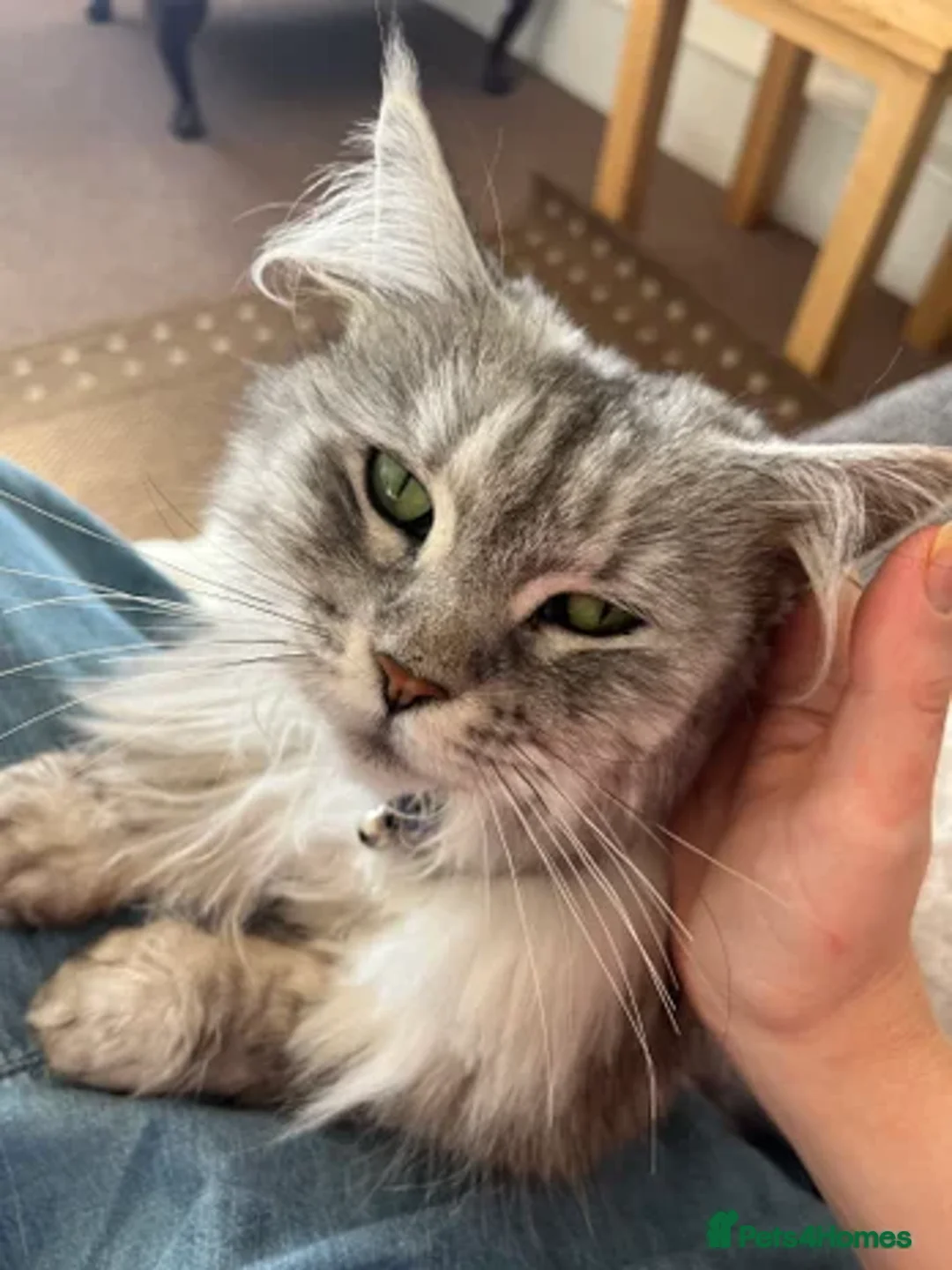 Mixed Breed cats for sale: Fluffy Maine Coon Mix Kittens  - Image 2