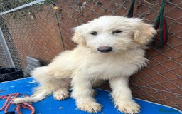 Mixed Breed dogs for adoption: Poppy - Norwich Norfolk  - Image 2
