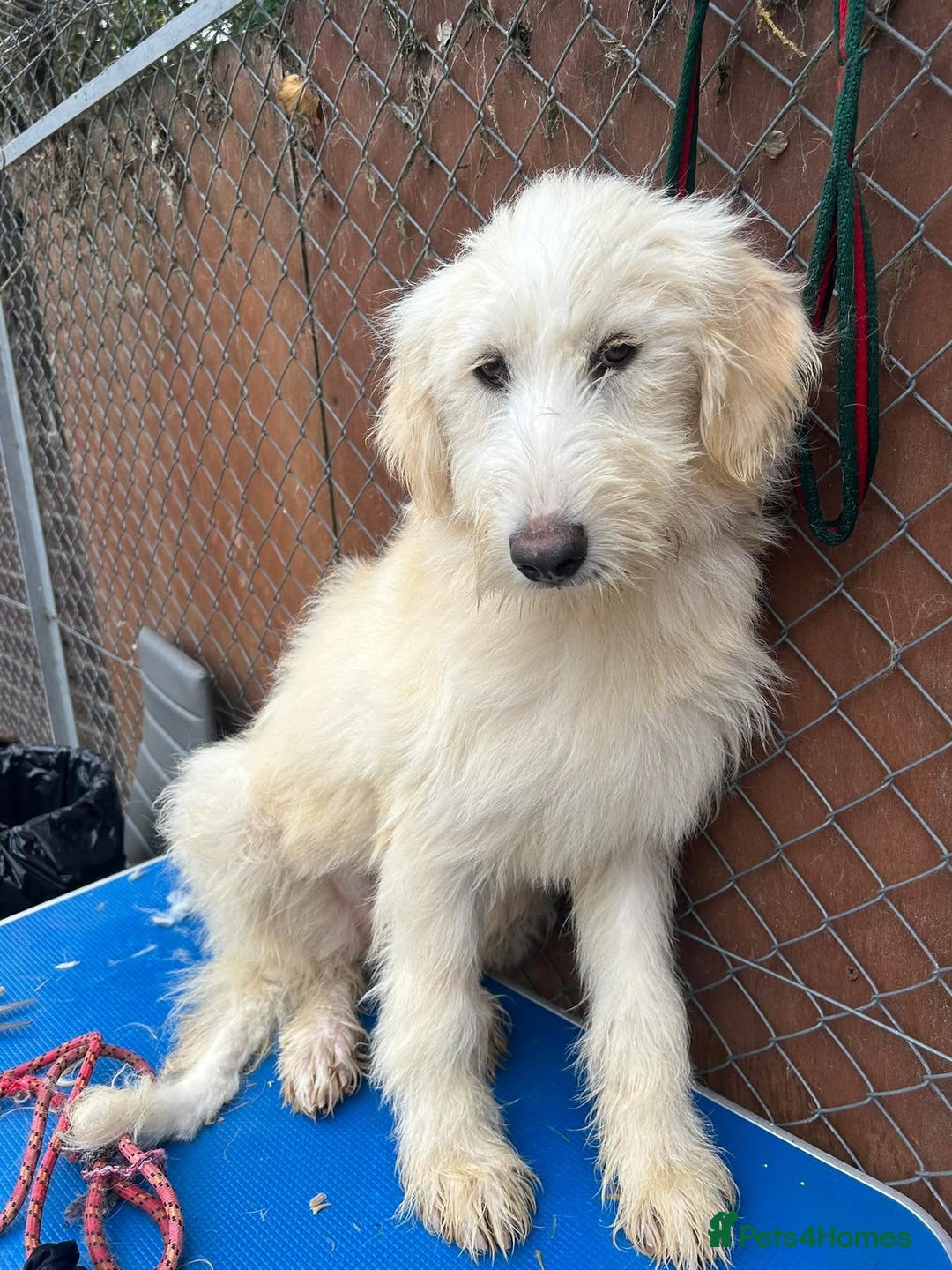 Mixed Breed dogs for adoption: Poppy - Norwich Norfolk  - Image 2