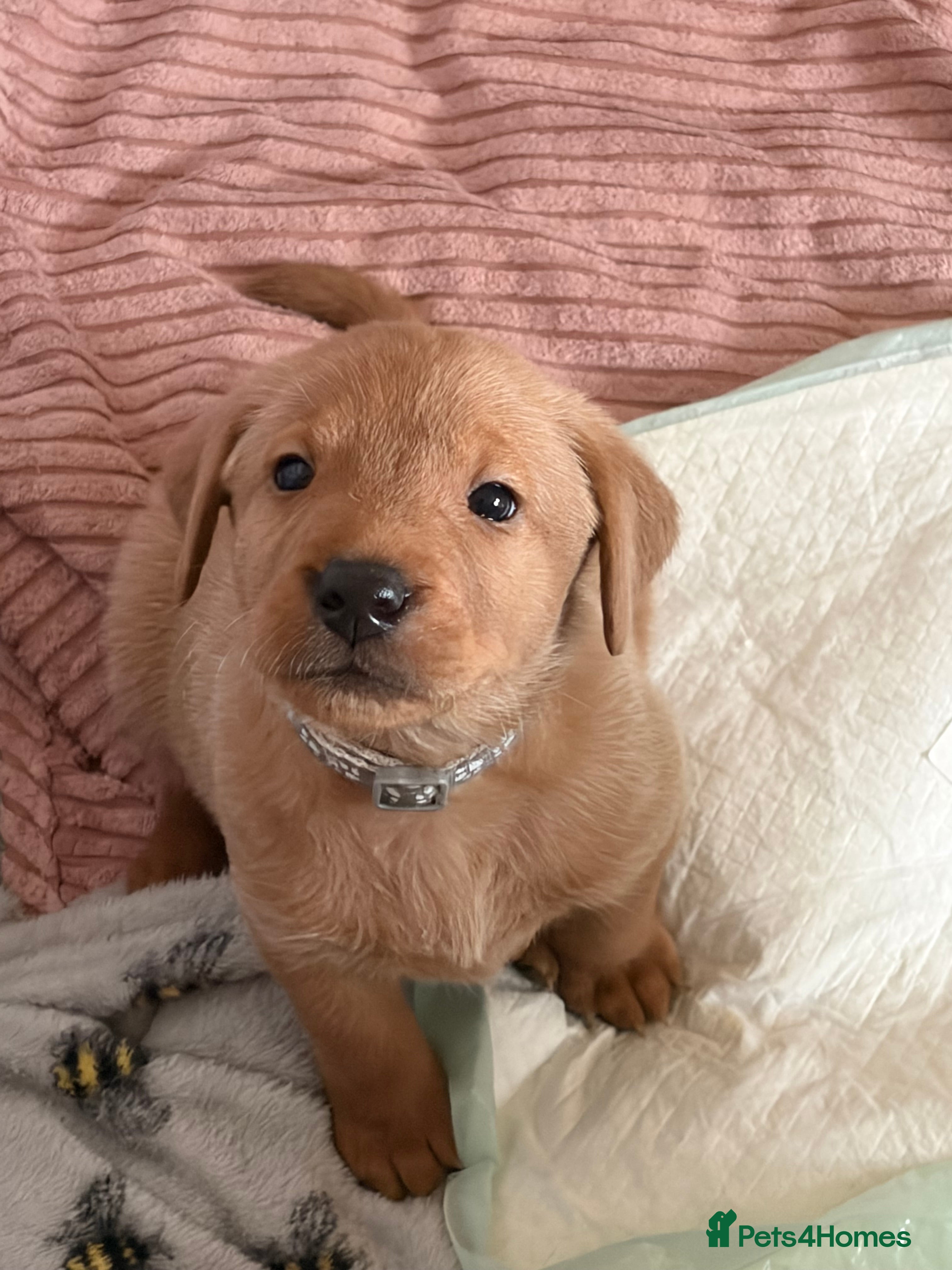 Labrador Retriever dogs Red fox Labrador puppies  - Advert 1