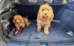 Cockapoo dogs for sale: GENUINE F1B COCKAPOO PUPPIES  - Image 19