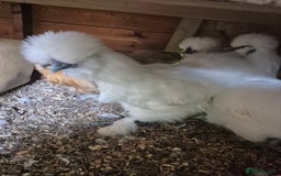 Chickens poultry for sale: Bearded silkies for sale - Image 2