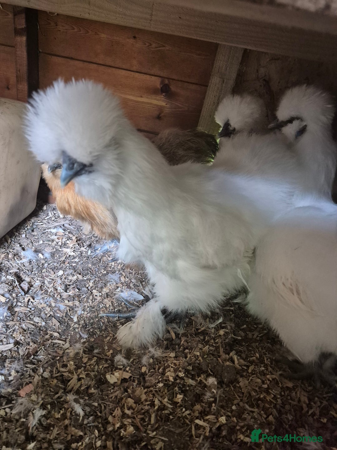 Chickens poultry for sale: Bearded silkies for sale - Image 2