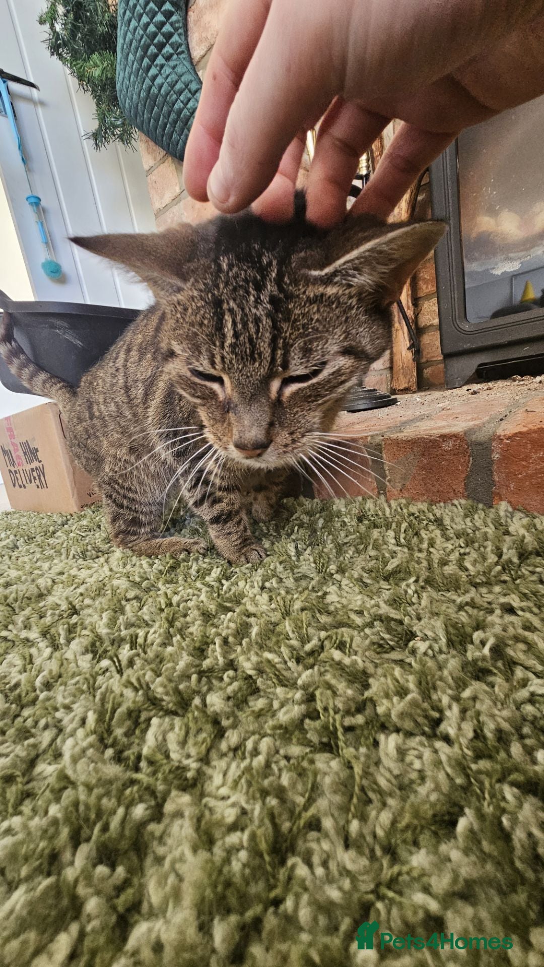 Mixed Breed cats for sale: Older lady needing a new home - Advert 2