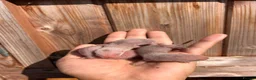 Ferret rodents for sale: Full and Semi pedigree angora babies To reserve in Gravesend - Advert 2