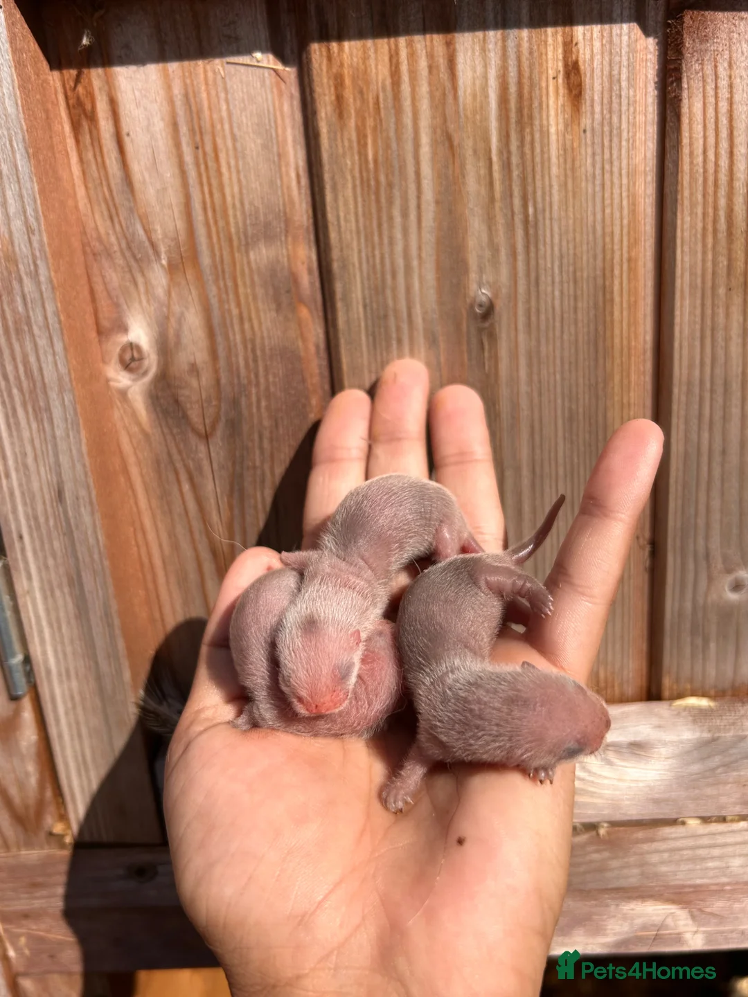 Ferret rodents for sale: Full and Semi pedigree angora babies To reserve in Gravesend - Advert 2