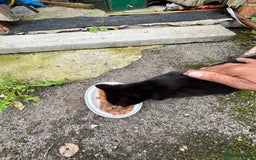 Mixed Breed cats for sale: Gorgeous farm/house kittens  - Image 6