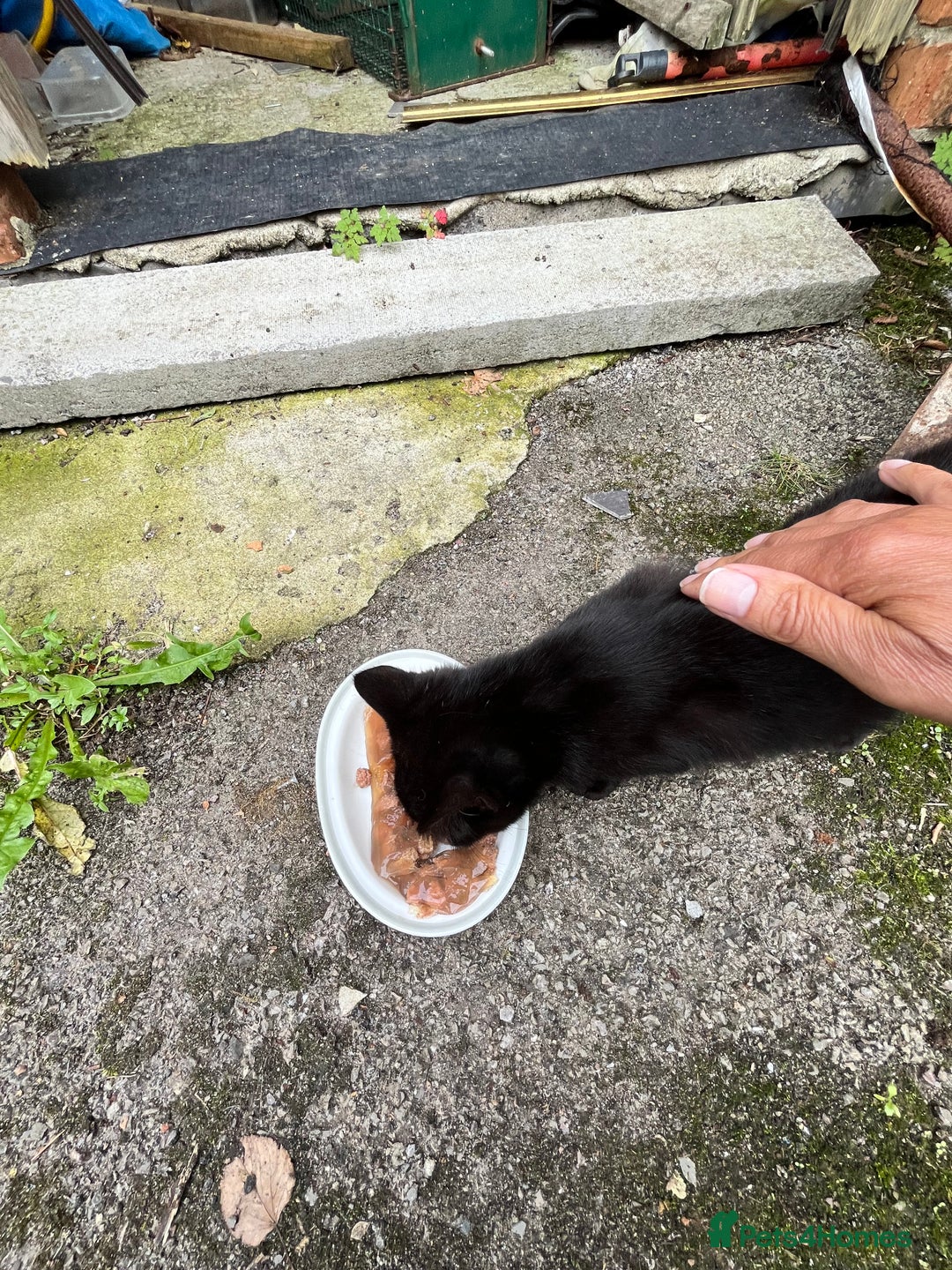 Mixed Breed cats for sale: Gorgeous farm/house kittens  - Image 6