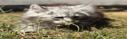 Maine Coon cats for sale: TICA reg mainecoon kittens - Advert 12