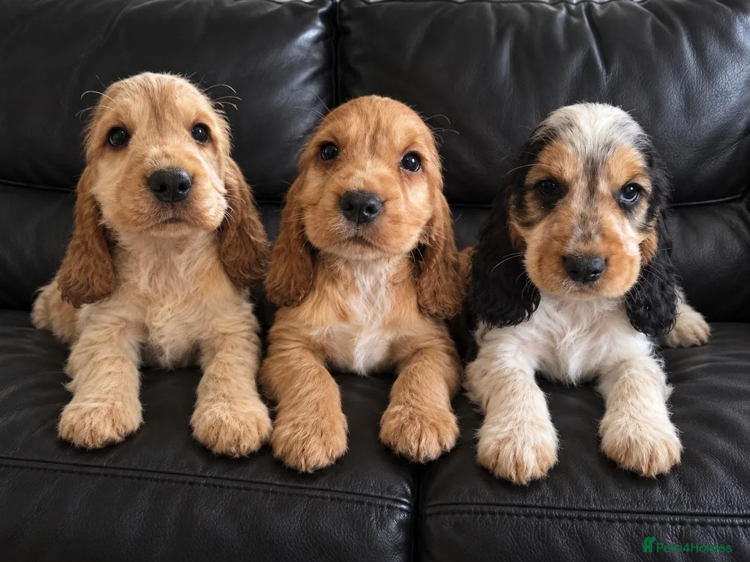 Cocker Spaniel dogs for sale: Stunning show cocker pups  - Advert 1