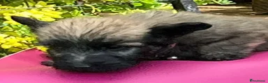 Skye Terrier Puppy 5
