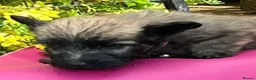 Skye Terrier dogs for sale: Exceptional Skye Terrier Puppies. Rare breed.  - Advert 3